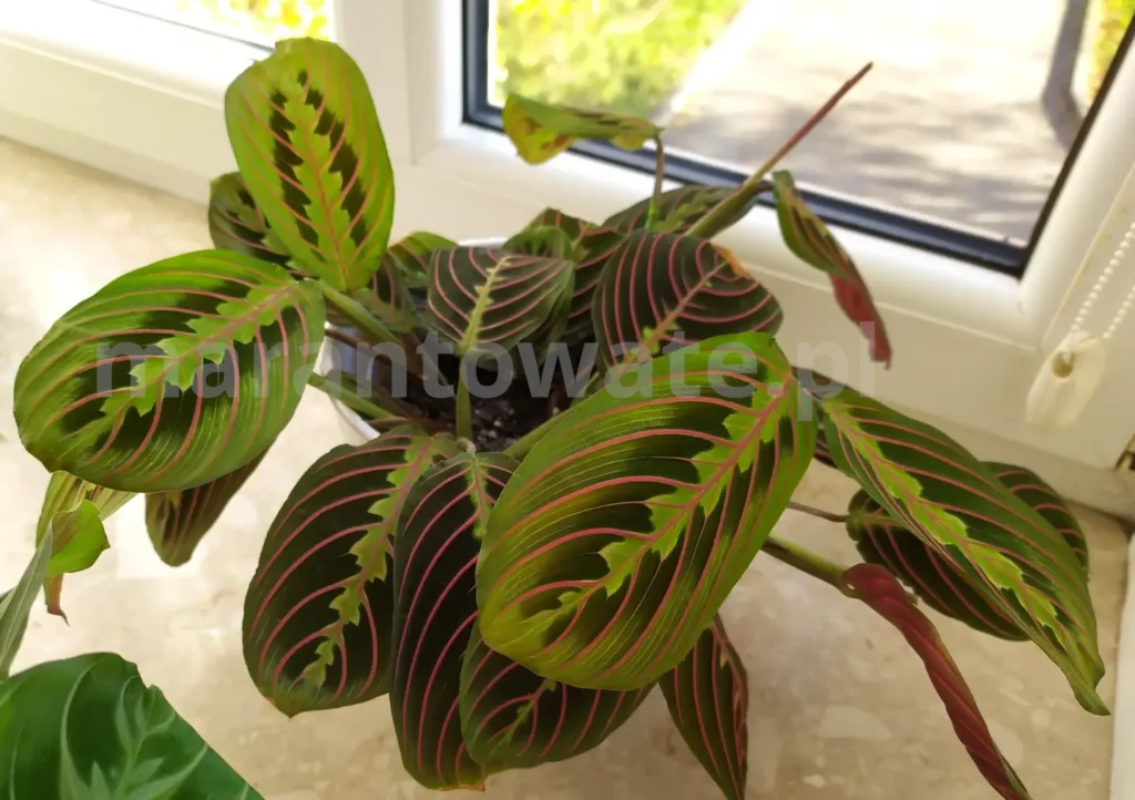 maranta-fascinator-tricolor-na-parapecie