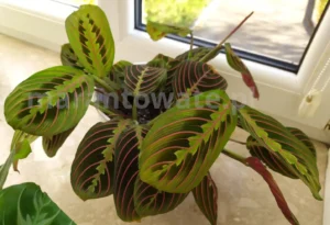 Maranta leuconeura – Jak dbać o Marantę?