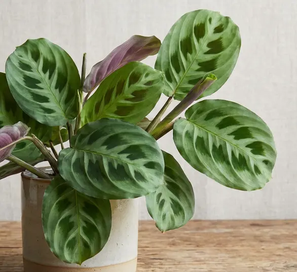 Maranta-Kerchoveana-w-białej-doniczce-na-białym-tle