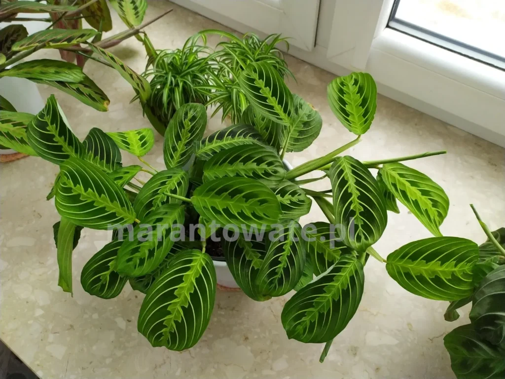 dorodna-maranta-lemonlime-na-parapecie-wśród-innych-marant-i-zielistki-w-tle