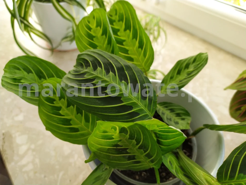 Maranta-Lemon-Lime-na-parapecie
