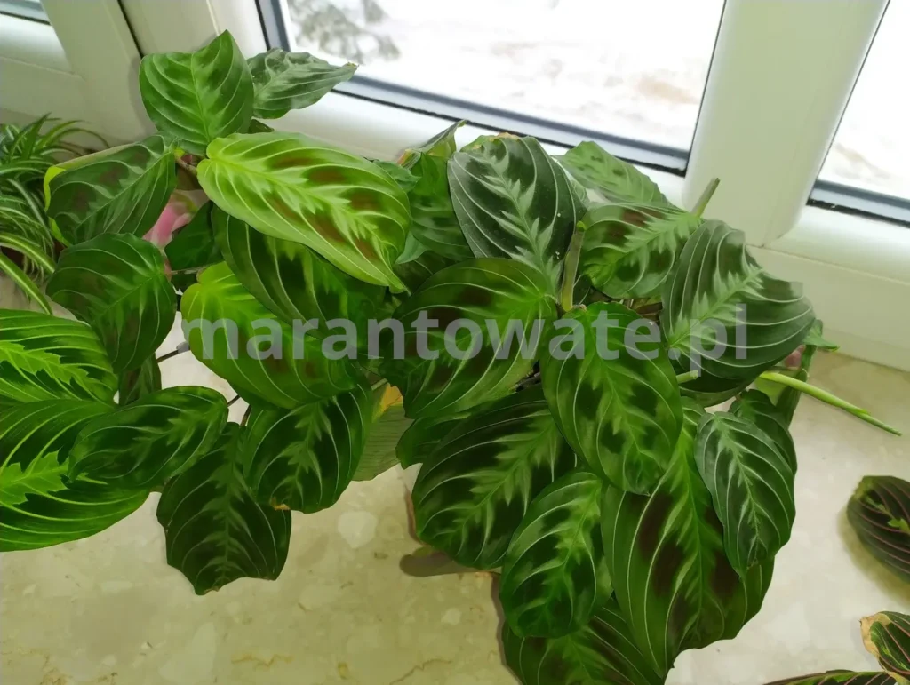 maranta-noid-na-parapecie-przy-szybie-za-oknem-śnieg