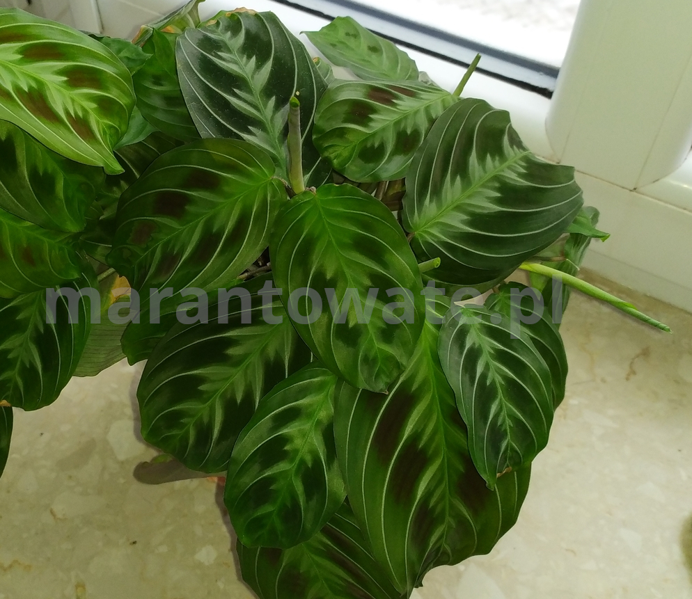 Maranta-No-ID - Cat's-Mustage-na-parapecie