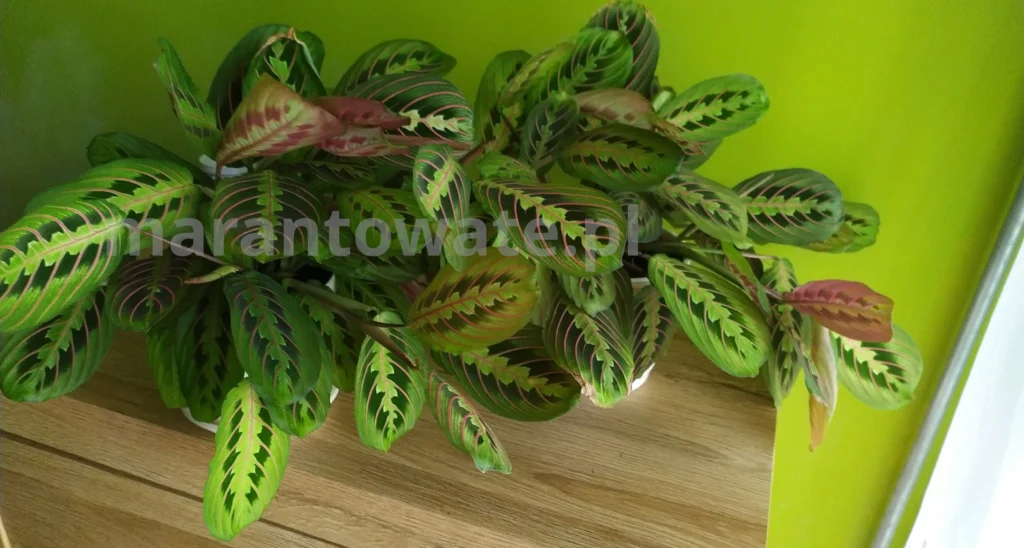 dwie-dorodne-maranty-fascinator-tricolor-na-szafce-okok-okna-na-tle--zielonej-ściany