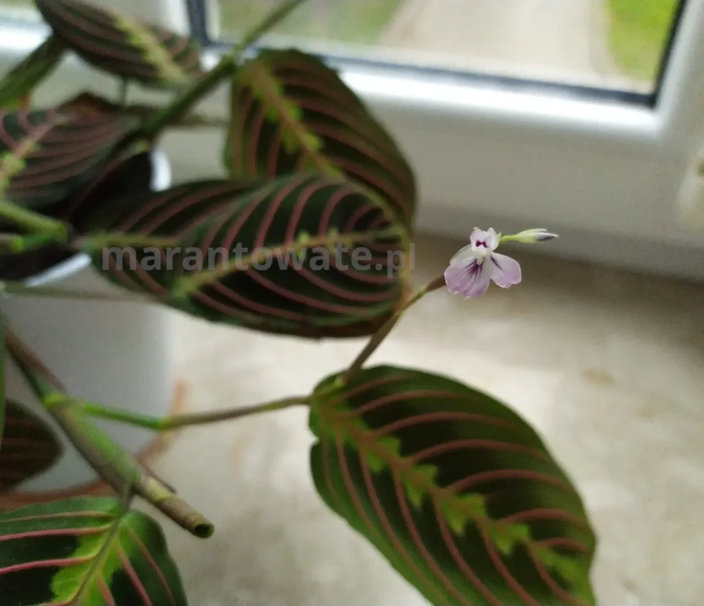 maranta kwiat
