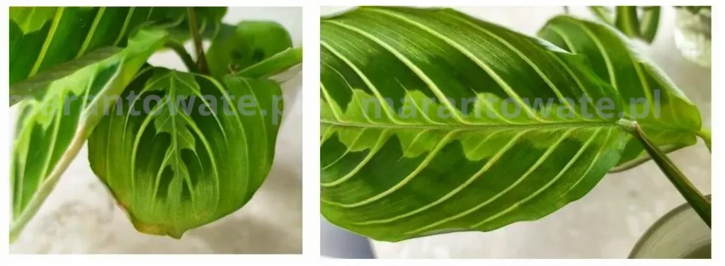 Objawy suszy fizjologicznej na lisciach maranty lemon lime wskutek przenaworzenia (wyskiego EC w podłożu) - podwiniete brzegi i lekko wiednące odwodnione liście, po czym zwiniete fragmenthy brązowieją i obumierają.