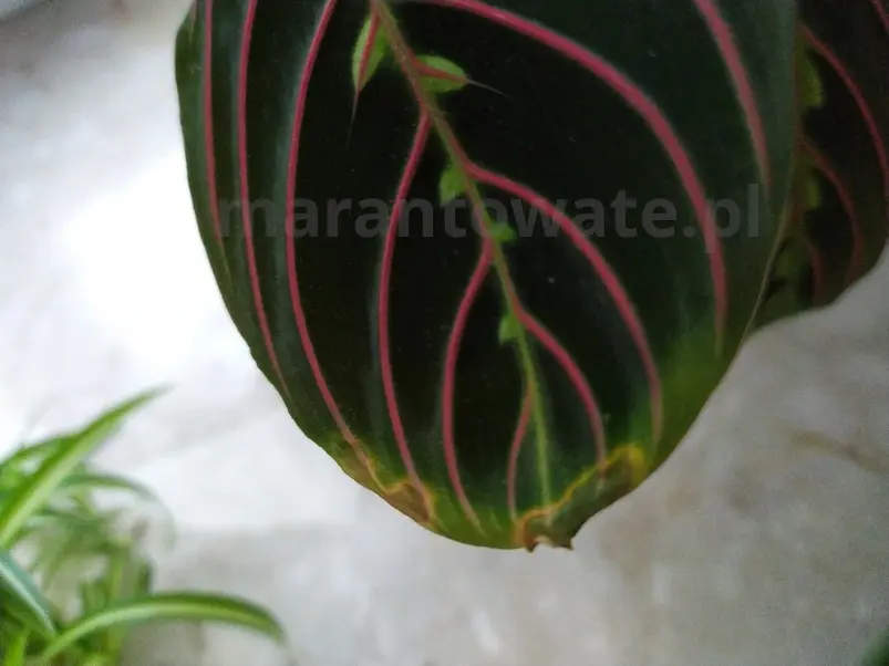 maranta-suche-końcówki