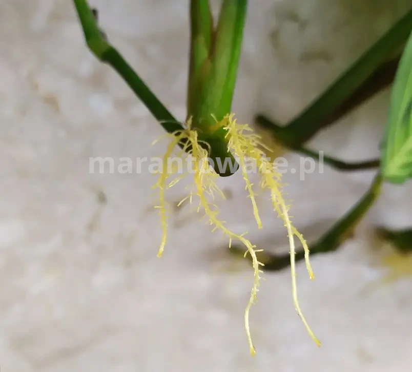 Sadzonka maranty ukorzeniona w wodzie - Gotowa do posadzenia w uprawie hydroponicznej